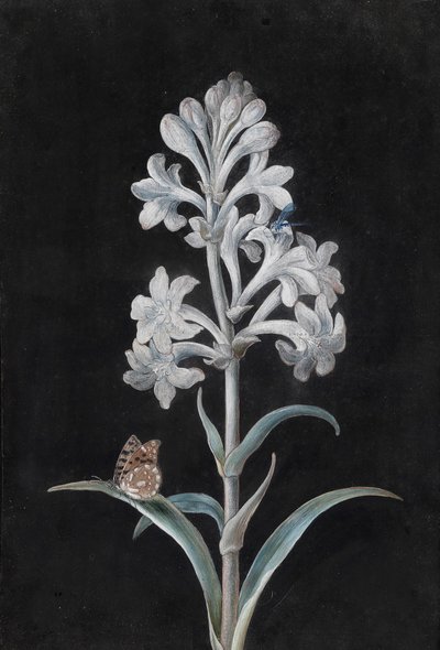 White Hyacinth with Insects by Margaretha Barbara Dietzsch